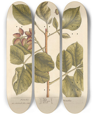 Triptych art skateboard deck of Elizabeth Blackwell Pistachio by Elizabeth Blackwell (1707-1758)