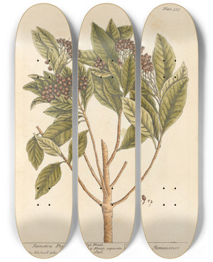 Triptych art skateboard deck of Elizabeth Blackwell Jamaica Pepper by Elizabeth Blackwell (1707-1758)