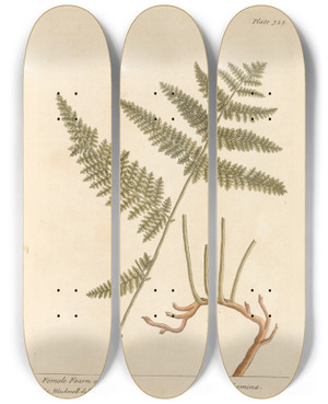 Triptych art skateboard deck of Elizabeth Blackwell Female Fearn Or Brakes by Elizabeth Blackwell (1707-1758)