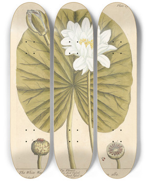 Triptych art skateboard deck of Elizabeth Blackwell The White Water Lilly by Elizabeth Blackwell (1707-1758)