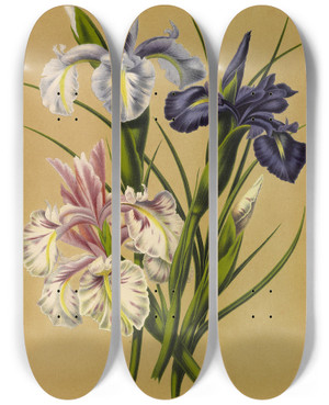 Triptych art skateboard deck of Arentina Hendrica Arendsen Iris Xiphioides Iris Anglica by Arentina Hendrica Arendsen (1836-1915)