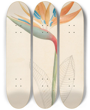 Triptych art skateboard deck of Clemenz Heinrich Wehdemann Strelitzia Reginae by Clemenz Heinrich Wehdemann (1762-1835)