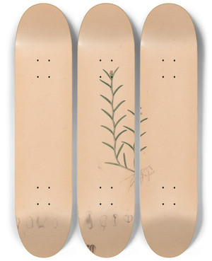 Triptych art skateboard deck of Joo Barbosa Rodrigues Iconographie Des Orchidees Du Bresil Pl04 by Joao Barbosa Rodrigues (1842-1909)