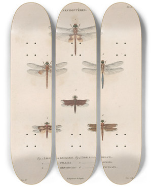 Triptych art skateboard deck of Jean Gabriel Pretre Insectes Recueillis En Afrique Et En Amrique Pl61 by Jean Gabriel Pretre (1768-1849)