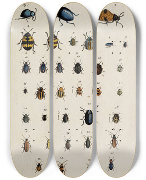 Triptych art skateboard deck of Johann Caspar Fuessli Archives De Lhistoire Des Insectes Pl24 by Johann Caspar Fuessli (1743-1786)
