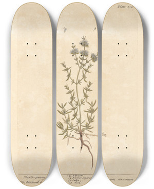 Triptych art skateboard deck of Elizabeth Blackwell Harts Penny Royal by Elizabeth Blackwell (1707-1758)