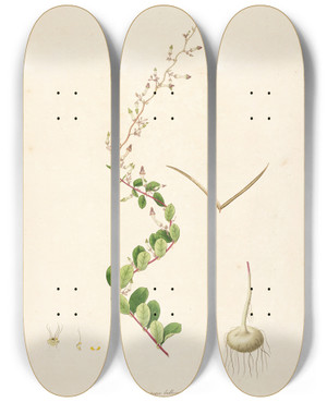 Triptych art skateboard deck of William Roxburgh Plants Of The Coast Of Coromandel Pl007 by William Roxburgh (1751-1815)