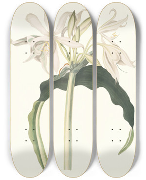 Triptych art skateboard deck of Priscilla Susan Bury Amaryllis Aulica by Priscilla Susan Bury (1799-1872)
