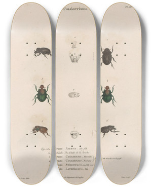 Triptych art skateboard deck of Jean Gabriel Pretre Insectes Recueillis En Afrique Et En Amrique Pl14 by Jean Gabriel Pretre (1768-1849)