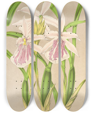 Triptych art skateboard deck of Charles Antoine Lemaire Miltonia Rosea by Charles Antoine Lemaire (1800-1871)