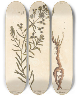 Triptych art skateboard deck of Elizabeth Blackwell The Smaller Spurge by Elizabeth Blackwell (1707-1758)