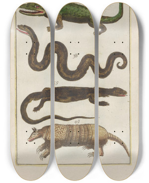 Triptych art skateboard deck of Filippo Buonanni Rerum Naturalium Historia Nempe Quadrupedum Pl07 by Filippo Buonanni (1638-1723)