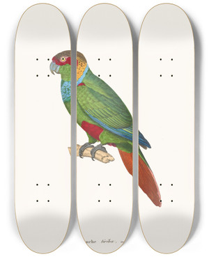 Triptych art skateboard deck of Coenraad Jacob Temminck Perruche Tiriba by Coenraad Jacob Temminck (1778-1858)