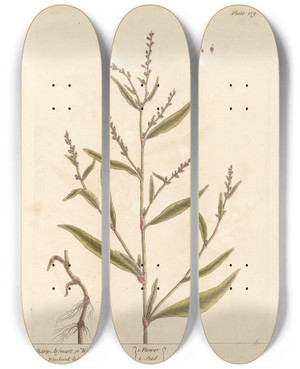 Triptych art skateboard deck of Elizabeth Blackwell Sharp Arsmart Or Water Pepper by Elizabeth Blackwell (1707-1758)