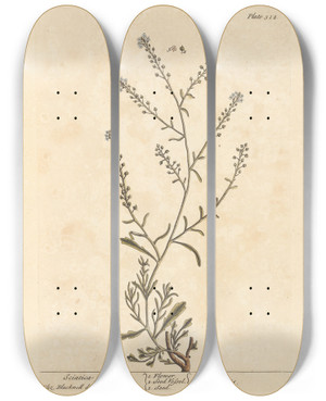 Triptych art skateboard deck of Elizabeth Blackwell Sciatica Cress by Elizabeth Blackwell (1707-1758)