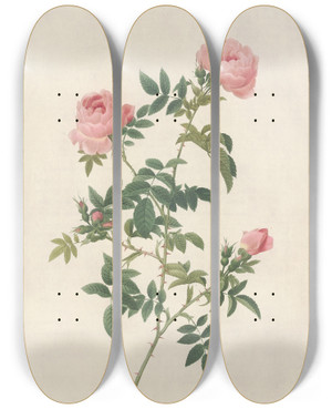 Triptych art skateboard deck of Pierre Joseph Redout Rosa Sepium Flore Submultiplici by Pierre Joseph Redoute (1759-1840)