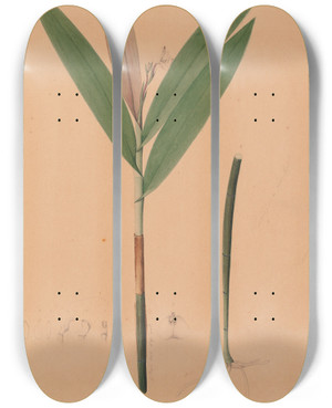 Triptych art skateboard deck of Joo Barbosa Rodrigues Iconographie Des Orchidees Du Bresil Pl37 by Joao Barbosa Rodrigues (1842-1909)