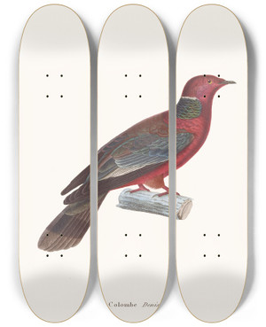 Triptych art skateboard deck of Coenraad Jacob Temminck Colombe Denise by Coenraad Jacob Temminck (1778-1858)