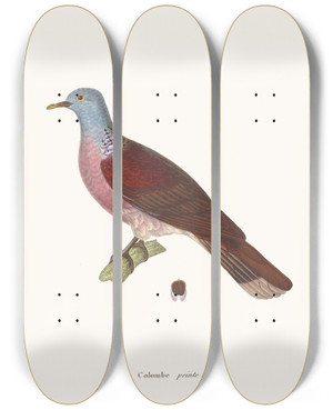 Triptych art skateboard deck of Coenraad Jacob Temminck Colombe Peinte by Coenraad Jacob Temminck (1778-1858)
