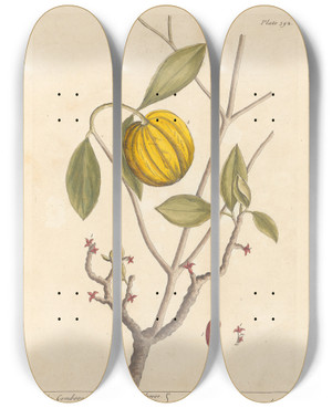 Triptych art skateboard deck of Elizabeth Blackwell The Gombooge Tree by Elizabeth Blackwell (1707-1758)