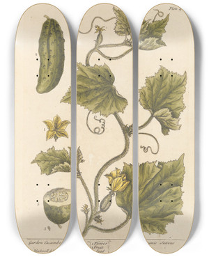 Triptych art skateboard deck of Elizabeth Blackwell Garden Cucumber by Elizabeth Blackwell (1707-1758)