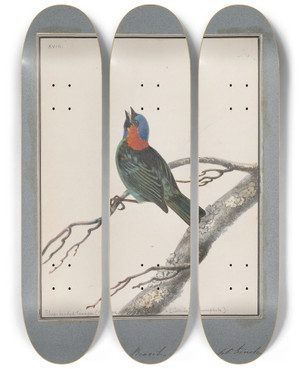 Triptych art skateboard deck of John William Lewin Original Watercolour Drawings Of Birds And Eggs Pl18 by John William Lewin (1770-1819)