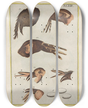 Triptych art skateboard deck of Filippo Buonanni Rerum Naturalium Historia Nempe Quadrupedum Pl13 by Filippo Buonanni (1638-1723)