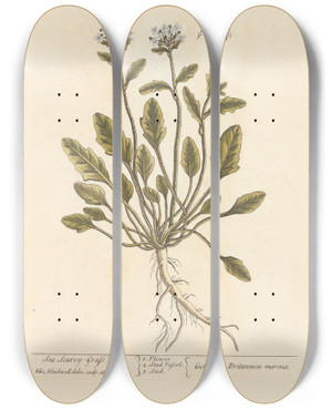 Triptych art skateboard deck of Elizabeth Blackwell Sea Scurvygrass by Elizabeth Blackwell (1707-1758)