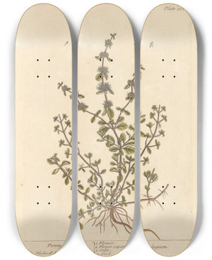 Triptych art skateboard deck of Elizabeth Blackwell Penny Royal by Elizabeth Blackwell (1707-1758) Triptych art skateboard deck of Elizabeth Blackwell Penny Royal by Elizabeth Blackwell (1707-1758)