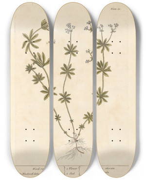 Triptych art skateboard deck of Elizabeth Blackwell Wood Roof by Elizabeth Blackwell (1707-1758)