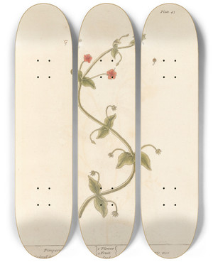 Triptych art skateboard deck of Elizabeth Blackwell Pimpernell by Elizabeth Blackwell (1707-1758)