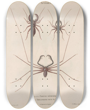 Triptych art skateboard deck of Jean Gabriel Pretre Insectes Recueillis En Afrique Et En Amrique Pl03 by Jean Gabriel Pretre (1768-1849)