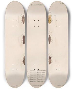 Triptych art skateboard deck of Jean Gabriel Pretre Insectes Recueillis En Afrique Et En Amrique Pl09 by Jean Gabriel Pretre (1768-1849)