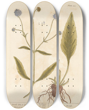 Triptych art skateboard deck of Elizabeth Blackwell Devils Bit Or Smooth Succisa by Elizabeth Blackwell (1707-1758)