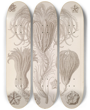 Triptych art skateboard deck of Ernst Haeckel Crinoidea Palmensterne by Ernst Haeckel (1834-1919)