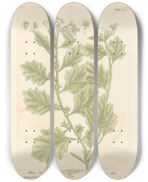 Triptych art skateboard deck of Elizabeth Blackwell White Henbane by Elizabeth Blackwell (1707-1758)