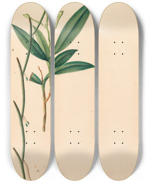 Triptych art skateboard deck of Joo Barbosa Rodrigues Iconographie Des Orchidees Du Bresil Pl35 by Joao Barbosa Rodrigues (1842-1909)