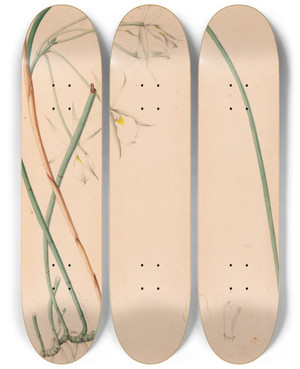 Triptych art skateboard deck of Joo Barbosa Rodrigues Iconographie Des Orchidees Du Bresil Pl51 by Joao Barbosa Rodrigues (1842-1909)