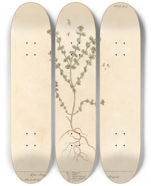 Triptych art skateboard deck of Elizabeth Blackwell Eye Bright by Elizabeth Blackwell (1707-1758)