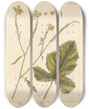 Triptych art skateboard deck of Elizabeth Blackwell Mustard by Elizabeth Blackwell (1707-1758)