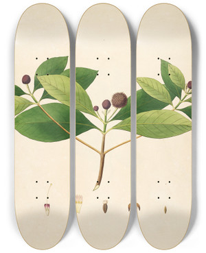 Triptych art skateboard deck of William Roxburgh Plants Of The Coast Of Coromandel Pl054 by William Roxburgh (1751-1815)