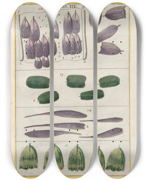 Triptych art skateboard deck of Filippo Buonanni Rerum Naturalium Historia Nempe Quadrupedum Pl19 by Filippo Buonanni (1638-1723)