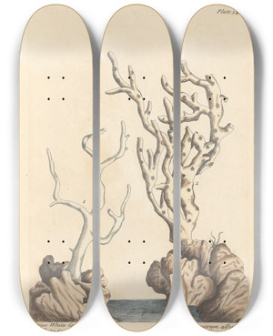 Triptych art skateboard deck of Elizabeth Blackwell True White Coral White Coral Of The Shops by Elizabeth Blackwell (1707-1758)