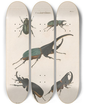 Triptych art skateboard deck of Jean Gabriel Pretre Insectes Recueillis En Afrique Et En Amrique Pl19 by Jean Gabriel Pretre (1768-1849)
