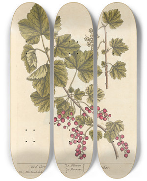 Triptych art skateboard deck of Elizabeth Blackwell Red Currans by Elizabeth Blackwell (1707-1758)
