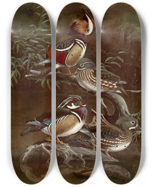 Triptych art skateboard deck of Allan Brooks Mandarin Duckcarolina Duck by Allan Brooks (1869-1946)