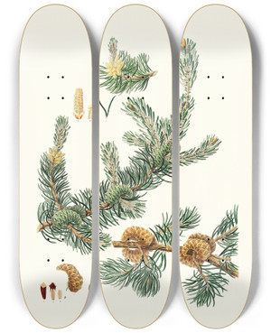Triptych art skateboard deck of Aylmer Bourke Lambert Pinus Banksiana Labrador Pine by Aylmer Bourke Lambert (1761-1842)