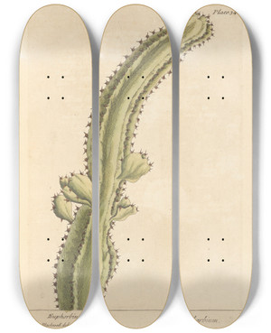 Triptych art skateboard deck of Elizabeth Blackwell Euphorbium by Elizabeth Blackwell (1707-1758)