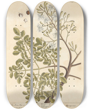 Triptych art skateboard deck of Elizabeth Blackwell The Ben Nut Or Oily Acorn by Elizabeth Blackwell (1707-1758)