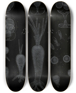 Triptych art skateboard deck of Alfred Frdol Dveloppement Des Algues by Alfred Fredol (1804-1863) Triptych art skateboard deck of Alfred Frdol Dveloppement Des Algues by Alfred Fredol (1804-1863)